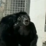 Vídeo: Chimpancé experimenta asombro al ver el cielo después de años en laboratorio