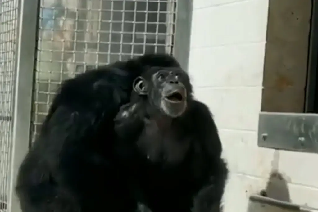 Vídeo: Chimpancé experimenta asombro al ver el cielo después de años en laboratorio
