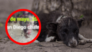 Brutal ataque deja grave a “Capitán”, perrito de Tehuacán